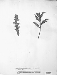 Puccinia suaveolens image